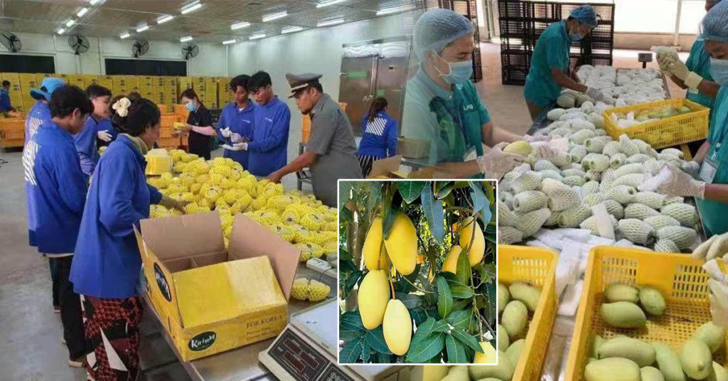 ស្ថានទូតចិន៖ ការអនុម័តជាផ្លូវការ ឲ្យនាំចេញផ្លែស្វាយកម្ពុជាដោយផ្ទាល់ទៅប្រទេសចិន ជាសមិទ្ធផលដ៏សំខាន់មួយទៀត សម្រាប់កិច្ចសហប្រតិបត្តិការរបស់កម្ពុជា-ចិន