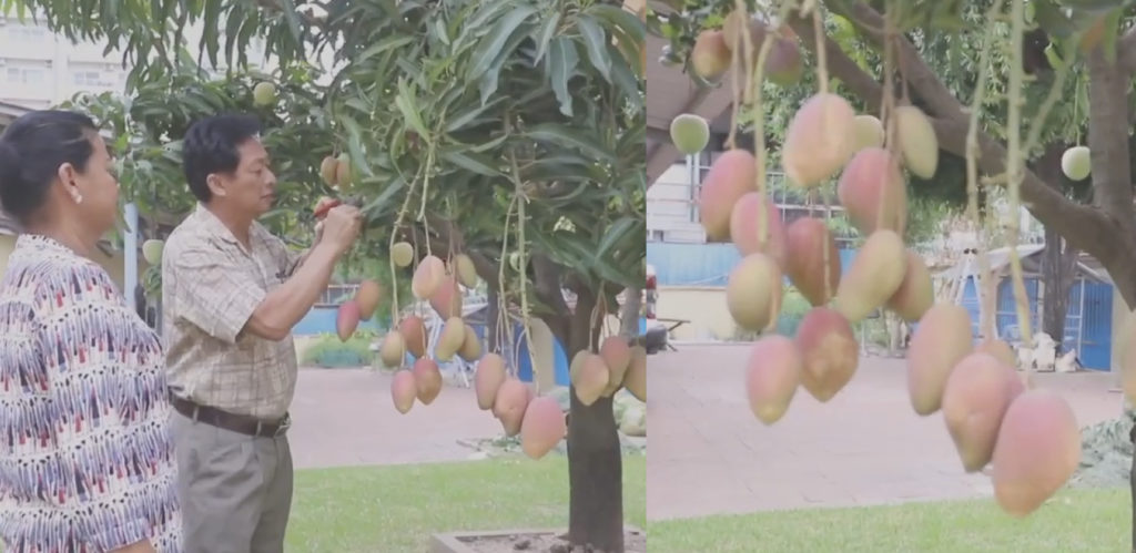 មិនដែរឃើញសោះ! លោកឧកញ៉ាបង្ហាញស្វាយមួយដើម ដែលសិក្សាស្រាវជ្រាវពីបរទេសជាង១០ឆ្នាំ ឲ្យបានផ្លែច្រើនប្រភេទ និងចាប់ផ្តេីមផ្លែ​ក្នុង​រយៈកាល​ខ្លីត្រឹមតែ