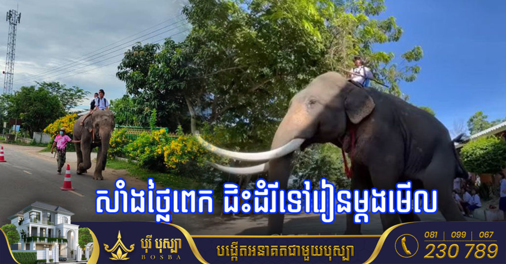 សាំងឡើងថ្លៃពេក! សិស្សសាលាថៃម្នាក់ ប្តូរមកជិះដំរីទៅរៀនជំនួសវិញ ធ្វើឱ្យមានការភ្ញាក់ផ្អើលពេញសាលារៀន
