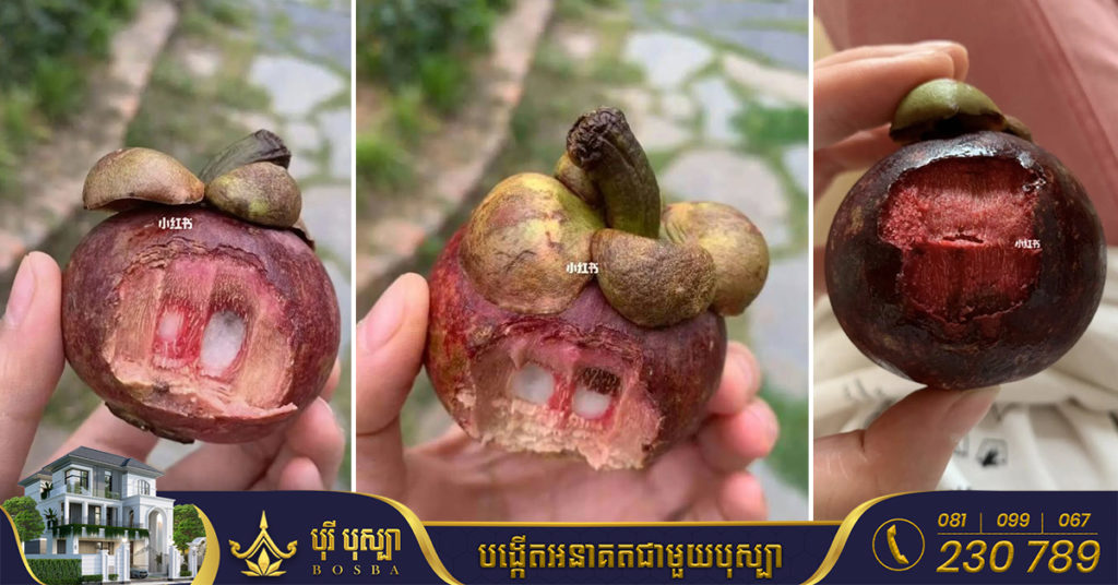 ហួសចិត្ត! អ្នក​និយម​លេង​អ៉ីនធឺណិត​ចិន​រិះគន់ «មង្ឃុត» មិន​ឆ្ងាញ់មានរសជាតិល្វីង ហើយមានតម្លៃ​ថ្លៃ តែពេល​ឃើញវិធីបរិភោគហើយហួសចិត្តទៅវិញ