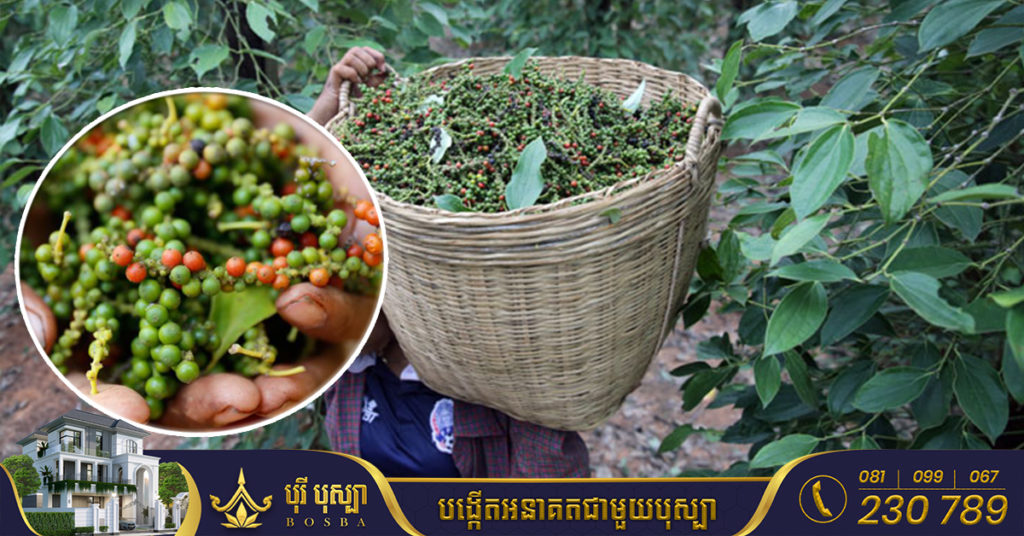 ទិន្នផលម្រេចឆ្នាំនេះខ្ពស់ជាងមុន តែតម្លៃប្រហាក់ប្រហែលឆ្នាំមុន