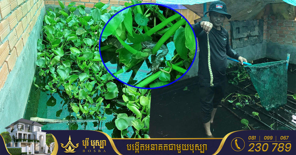 ប្លែកខុសពីគេឯង! កសិករខ្មែរម្នាក់ ចាយទុន ៥០០ដុល្លារចាប់របរចិញ្ចឹមពស់លក់ទៅវៀតណាម ល្បីដល់សារព័ត៌មានក្រៅស្រុក