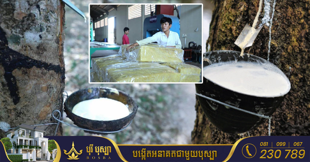 កម្ពុជានាំចេញជ័រកៅស៊ូជាង ១៣ម៉ឺនតោន ទទួលចំណូលជាង ២១៧លានដុល្លារ នៅឆមាសទី១