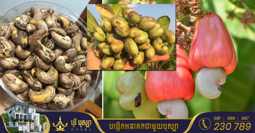 កម្ពុជានាំចេញគ្រាប់ស្វាយចន្ទីជាង ៤០ម៉ឺនតោនទៅកាន់ទីផ្សារអន្តរជាតិ ធ្លាក់ចុះ៥០%