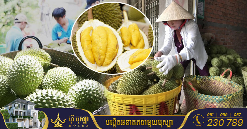 ក្រោយចរចាអស់ ៤ឆ្នាំ ទីបំផុតប្រទេសចិនសម្រេច នាំចូលទុរេនពីវៀតណាមជាផ្លូវការហើយ