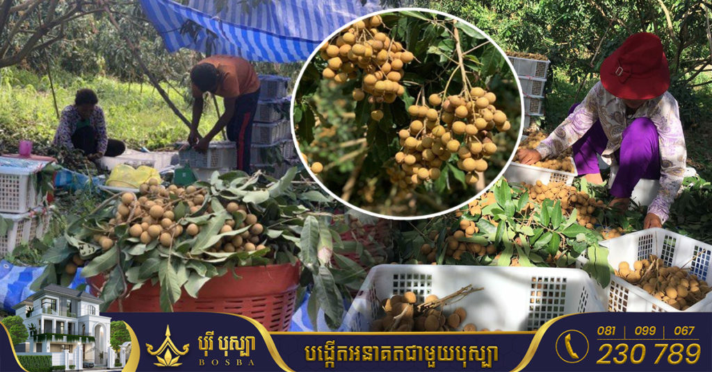 ក្រុមហ៊ុនចិន ប្រកាសទិញមៀនប៉ៃលិន ក្នុងតម្លៃពី៣,៣០០រៀល ទៅ៤,៥០០រៀល សម្រាប់នាំចេញទៅចិន ចាប់ពីខែកញ្ញា