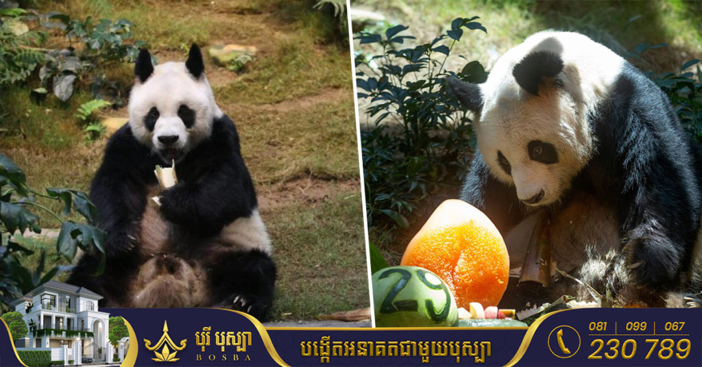 ខ្លាឃ្មុំឈ្មោលអាយុវែងបំផុតនៅលើពិភពលោកឈ្មោះ An An បានបាត់បង់ជីវិតហើយក្នុងអាយុ ៣៥ឆ្នាំ