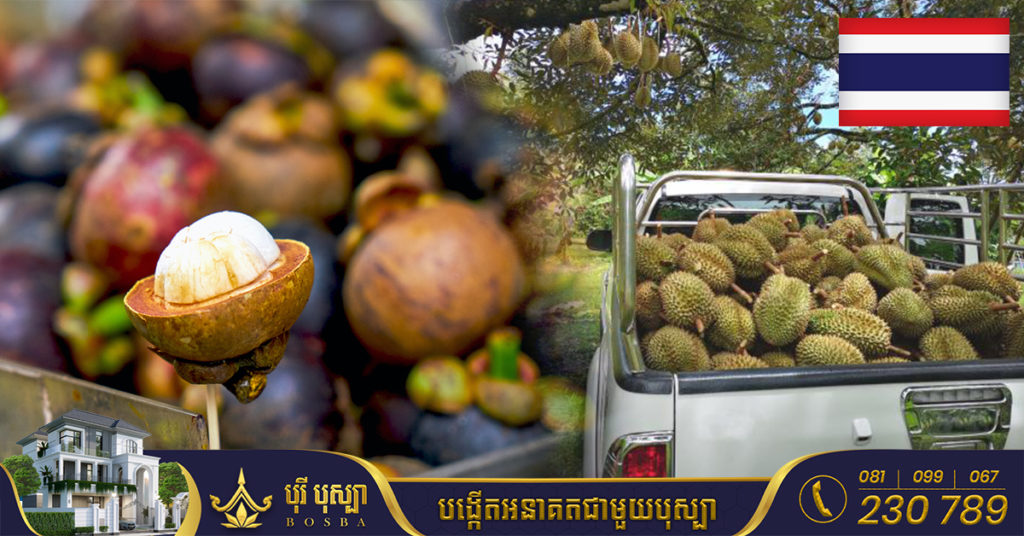 កសិករដាំមង្ឃុតនៅថៃ នាំគ្នាកាប់មង្ឃុតចោល ដាក់ដាំទុរេនវិញដោយសារទុរេនត្រូវប៉ាន់ខ្លាំងហើយលក់បានថ្លៃ