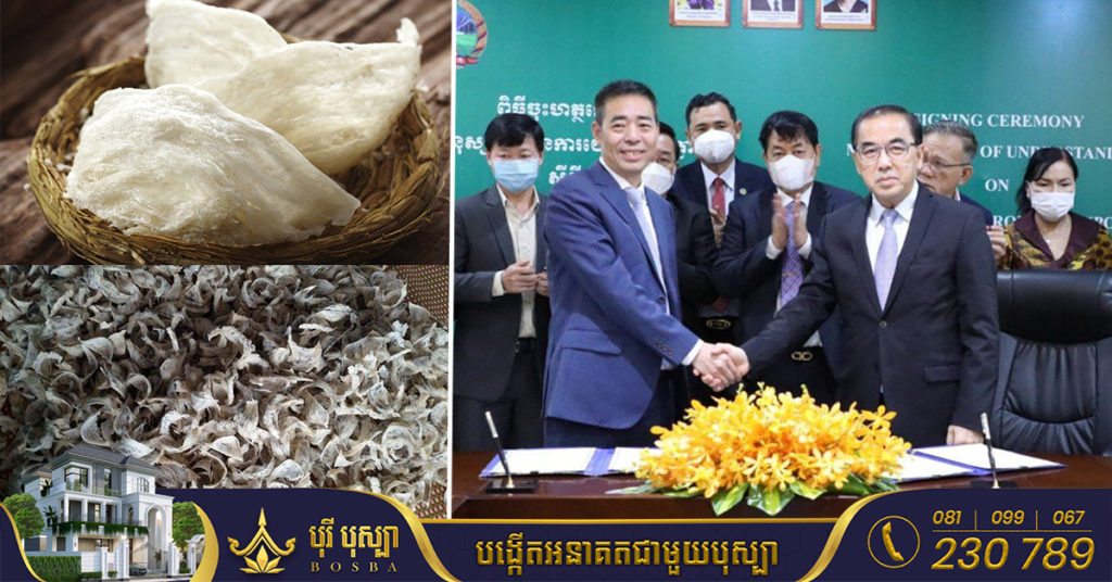 ដំណឹងល្អ! ផលិតផលសំបុកត្រចៀកកាំរបស់ខ្មែរ ត្រូវបានអនុញ្ញាតឱ្យនាំចេញទៅកាន់ប្រទេសចិនជាផ្លូវការហើយ