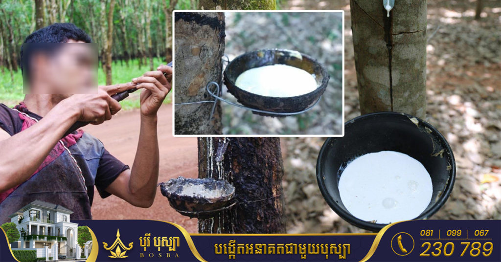 ៧ខែឆ្នាំនេះ កម្ពុជាទទួលចំណូលជាង២៥៧លានដុល្លារ ពីការនាំចេញជ័រកៅស៊ូ និងឈើកៅស៊ូ