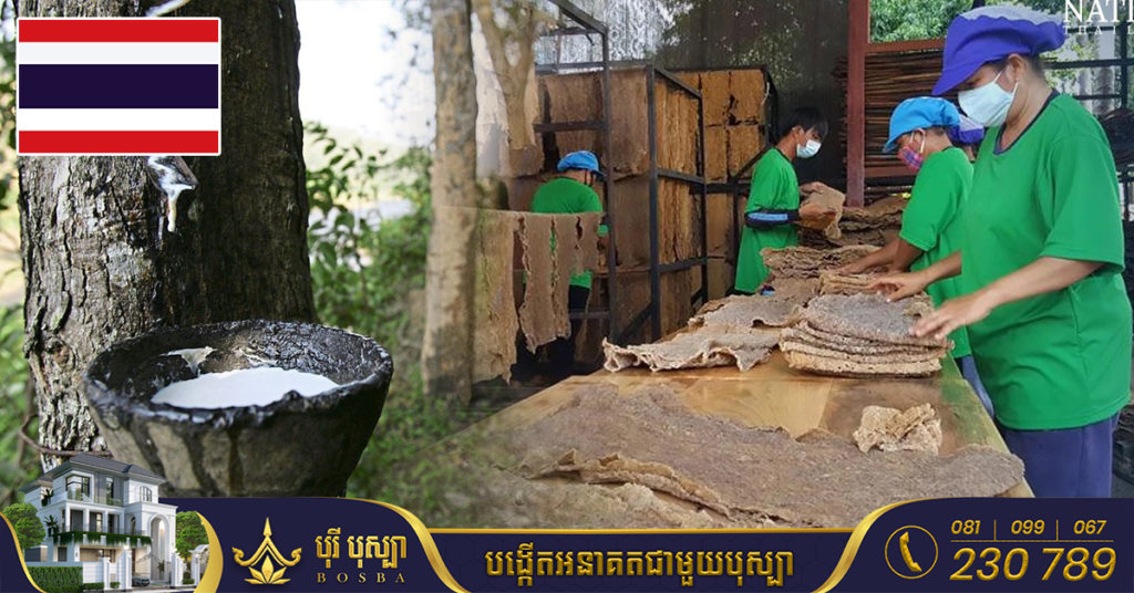 ថៃ វ៉ាដាច់ម៉ាឡេស៊ី ក្លាយជាប្រទេសនាំចេញកៅស៊ូកំពូលនៅលើពិភពលោក