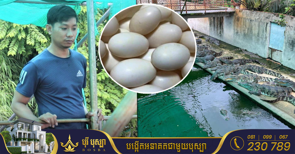 អ្នកចិញ្ចឹមសត្វក្រពើដែលធ្លាប់តែគេហៅថា «ថៅកែចិញ្ចឹមក្រពើ» ឥឡូវក្លាយជា «ទាសករក្រពើ» វិញ ក្រោយតម្លៃធ្លាក់ចុះ