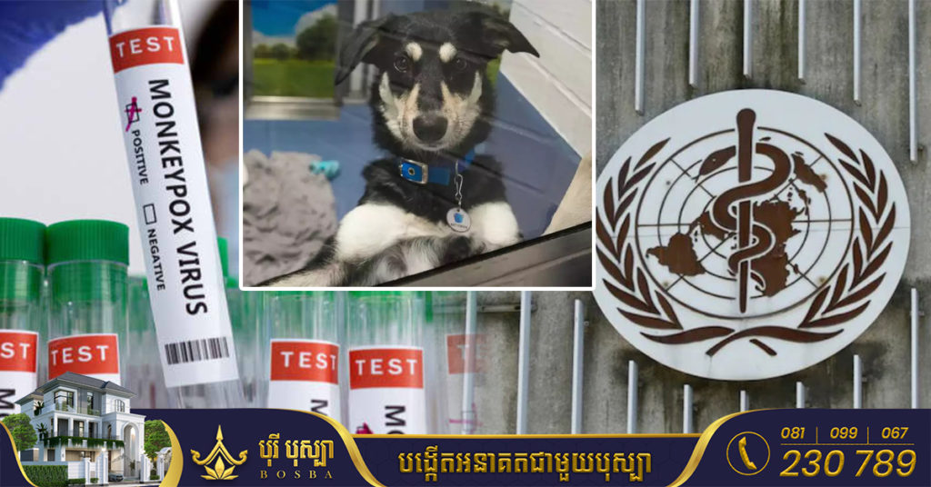 WHO អំពាវនាវឲ្យបន្ថែមការប្រុងប្រយ័ត្ន ក្រោយរកឃើញករណីចម្លងជំងឺអុតស្វា Monkeypox ពីមនុស្សទៅកាន់សត្វឆ្កែជាលើកដំបូង