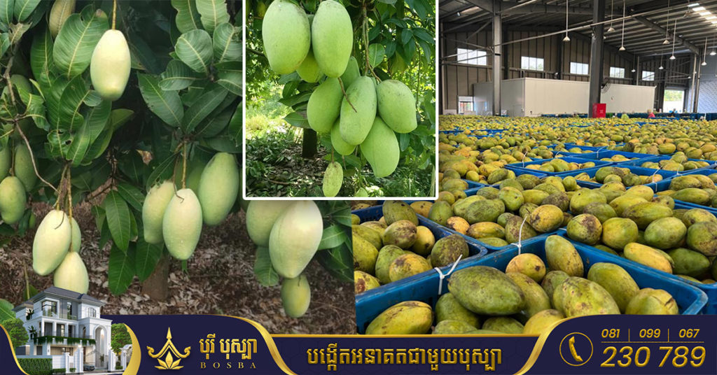ស្វាយកែវរមៀត ហក់ឡើងថ្លៃដល់ជាង៣ពាន់រៀលក្នុង១គីឡូក្រាម ស្របពេលកសិករខ្លះ បោះបង់ចំការចោល ក្រោយខាត៣ឆ្នាំជាប់គ្នា