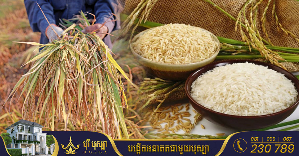 ៧ខែឆ្នាំនេះ កម្ពុជា ទទួលបានចំណូលជាង៧០៥លានដុល្លារ ពីការនាំចេញស្រូវ និងអង្ករ
