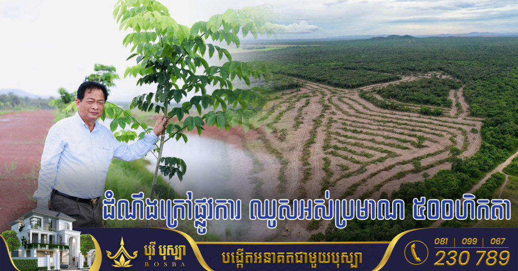 ឧកញ៉ា ម៉ុង ឫទ្ធី ៖ “បើតាមដំណឹងក្រៅផ្លូវការ ផ្ទៃដីដែលឈូសឆាយអស់ប្រមាណ ៥០០ហិកតា ហើយត្រូវការកូនឈើប្រណិតដាំឡើងវិញ ប្រមាណជាង១០ម៉ឺនដើម”