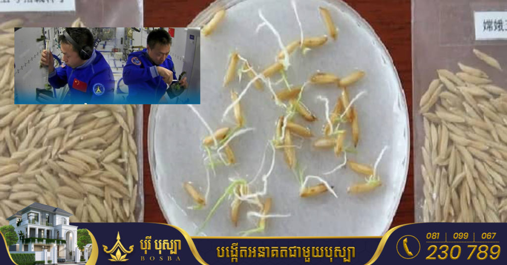 ទីបំផុត ប្រទេសចិនទទួលបានជោគជ័យក្នុងការដាំដុះស្រូវនៅលំហអាកាស