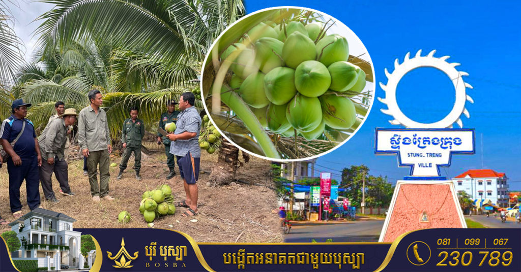 បន្ទាប់ពី នំអន្សមជ្រូកខ្មែរ ខេត្តស្ទឹងត្រែងសម្រេចយក “ដូងក្រអូប” ដាក់បញ្ចូលជាផលិតផល “ភូមិមួយមានផលិតផលមួយ”
