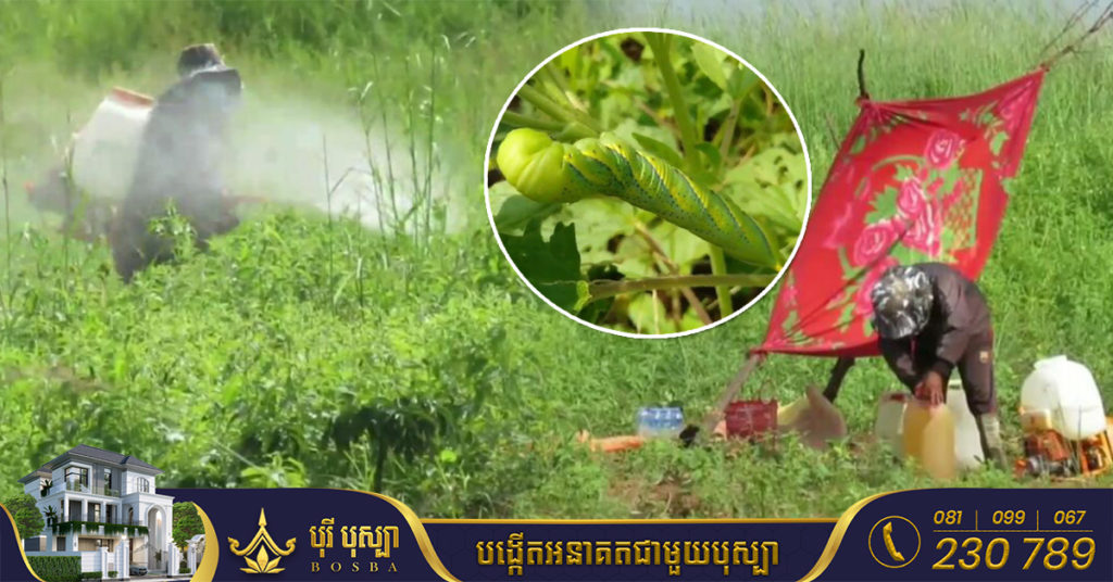 ហ្វូងសត្វដង្កូវវាយលុកស៊ីបំផ្លាញផលដំណាំល្ងរបស់កសិករនៅខេត្តស្ទឹងត្រែងយ៉ាងខ្លាំង