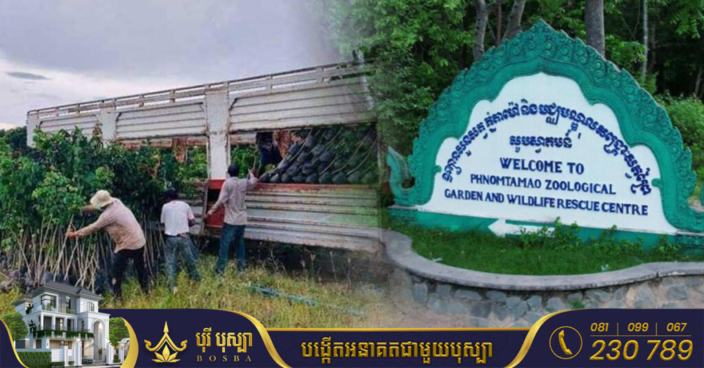 រដ្ឋបាលព្រៃឈើ៖ ដើមឈើដែលត្រូវបានឈូសឆាយ នៅតំបន់ភ្នំតាម៉ៅ មិនបានយកទៅលក់ដូរនោះទេ ខណៈបច្ចុប្បន្ននេះ ការដាំកូនឈើឡើងវិញសម្រេចបាន១០០%