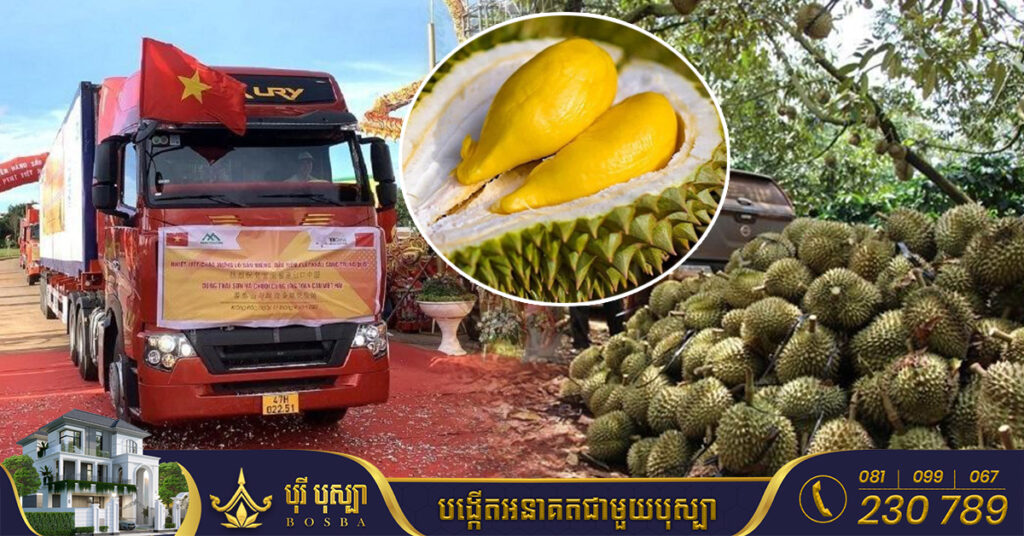 វៀតណាម នាំ​ចេញ​ទុរេន​ស្រស់១០០​តោន​ជា​ផ្លូវ​ការ​ទៅ​ប្រទេស​ចិនជាលើកដំបូង