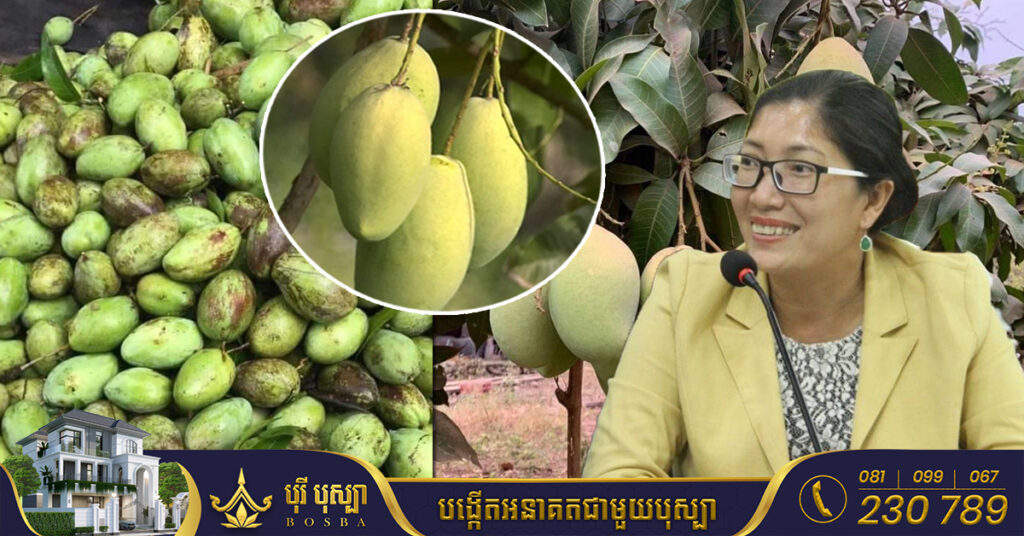 សហគមន៍កសិកម្ម លើកទឹកចិត្តឲ្យកសិករគិតគូរថែទាំស្វាយឡើងវិញ ខណៈផ្លែស្វាយកំពុងមានតម្លៃល្អ