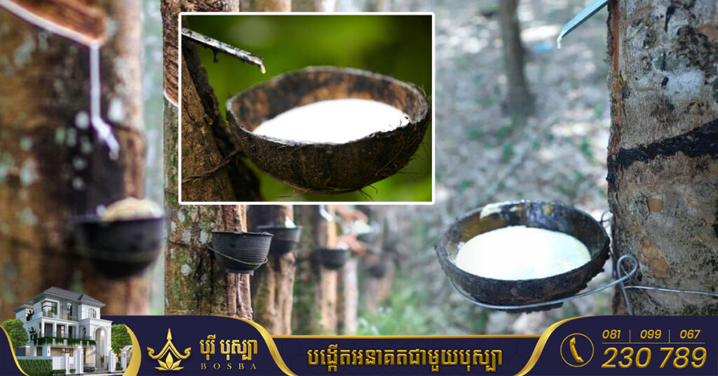 កម្ពុជារកចំណូលបាន៣០៤លានដុល្លារ ពីការនាំចេញជ័រកៅស៊ូ និងឈើកៅស៊ូ ក្នុងរយៈពេល៨ខែ