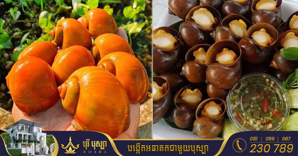 ពូជខ្យងប័ររបស់កសិដ្ឋាន៤០០ កំពុងមានទីផ្សារល្អ ជាពិសេសវាមានប្រូតេអ៊ីនច្រើនចំពោះសុខភាពរាងកាយមនុស្ស