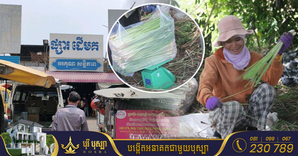 អ្នកស្រី កែវ វ៉ាន់ថា ប្រកាសទិញគល់ស្លឹកគ្រៃ ១០០០គីឡូក្រាមជារៀងរាល់ថ្ងៃ ដើម្បីយកទៅលក់បោះ ដុំបន្តនៅផ្សារដើមគ