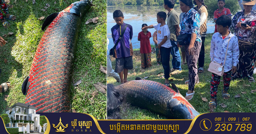 ភ្ញាក់ផ្អើលយ៉ាងខ្លាំង! ប្រទះឃើញត្រីនាគដ៏ធំមួយក្បាលបាត់បង់ជីវិតនៅតំបន់ប្រាសាទអង្គរ (មានវីដេអូ)