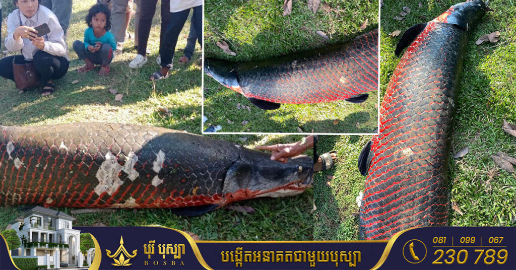 អាជ្ញាធរជាតិអប្សរា ប្រាប់ពីមូលហេតុស្លាប់ត្រីអារ៉ាប៉ៃម៉ា (Arapaima) ដែលប្រទះឃើញក្នុងកសិន្ទុប្រាសាទអង្គរវត្ត