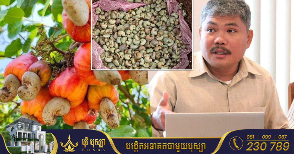 សមាគមស្វាយចន្ទីកម្ពុជា ចាប់ផ្តើមស្វែងរកទីផ្សារដល់កសិករ មុនការប្រមូលផលមកដល់ ខណៈក្រុមហ៊ុនវៀតណាមចំនួន២ គ្រោងទិញគ្រាប់ស្វាយចន្ទី ៧ម៉ឺនតោ​ន