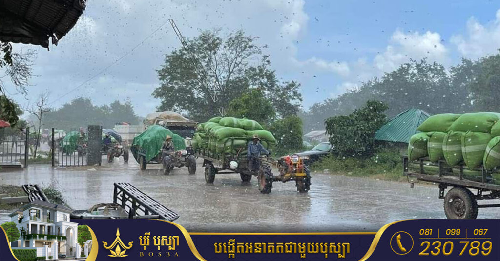 ក្រសួងកសិកម្ម បង្ហាញវឌ្ឍនភាពនៃដំណោះស្រាយចំពោះបញ្ហាសូវធ្លាក់ថ្លៃ នៅខេត្តបន្ទាយមានជ័យ, តម្លៃស្រូវផ្ការំដួលមិនឲ្យក្រោម ១០៤០រៀលក្នុងគីឡូក្រាម