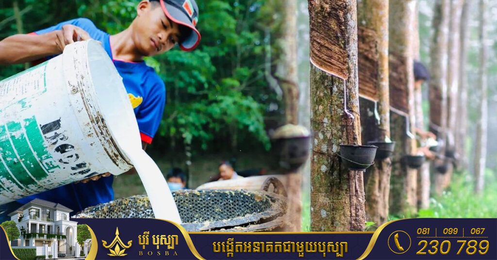 ១០ខែ កម្ពុជារកចំណូលបានជិត ៤០០លានដុល្លារ ពីការនាំចេញជ័រកៅស៊ូ និងឈើកៅស៊ូ