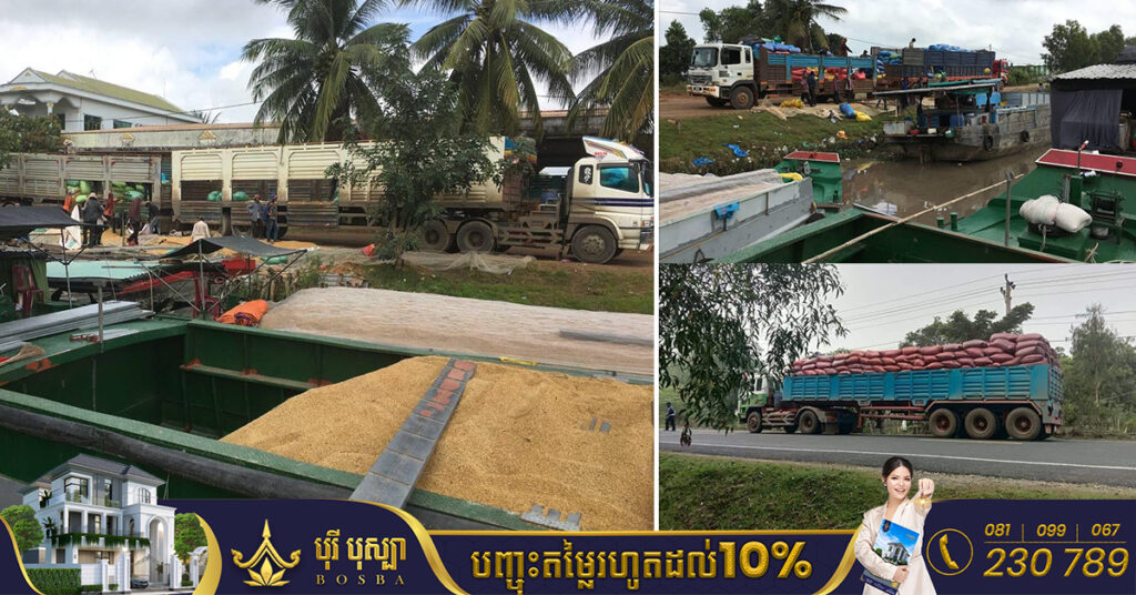 ឈ្មួញវៀតណាមសម្រុកមកទិញស្រូវ នៅចំណតទូកព្រៃវល្លិ៍ ស្រុកកំពង់រោទិ៍ ពី១០០០តោន ទៅ២០០០តោន ក្នុងមួយថ្ងៃៗ