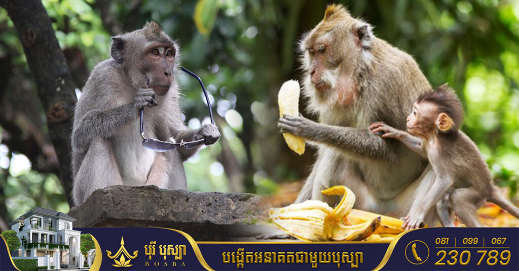 រដ្ឋអាជ្ញាសហព័ន្ធអាមេរិកសម្រេចចោទប្រកាន់មនុស្ស ៨នាក់ក្នុងនោះក៏មានពលរដ្ឋខ្មែរមួយចំនួនផងដែរពីបទរត់ពន្ធសត្វស្វាដោយខុសច្បាប់ទៅអាមេរិក ខណៈជនសង្ស័យត្រូវប្រឈមនឹងការជាប់គុករហូតដល់ ២០ឆ្នាំ