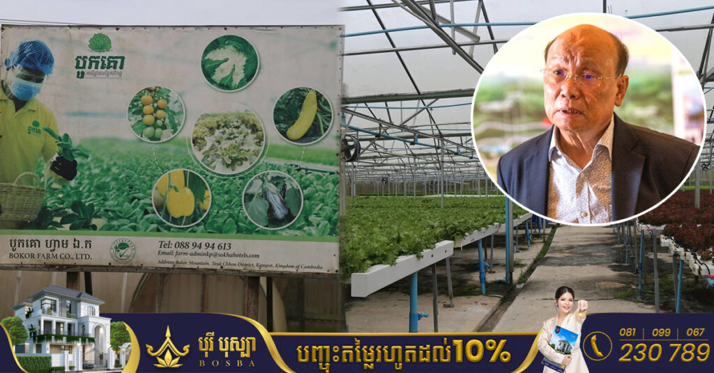 អ្នកឧកញ៉ា សុខ គង់ បោះទុន៥លានដុល្លារ វិនិយោគលើការដាំបន្លែធម្មជាតិ លើភ្នំបូកគោ