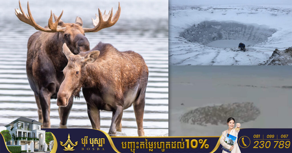 ភ្ញាក់ផ្អើលយ៉ាងខ្លាំង! ហ្វូងសត្វប្រើសជាច្រើនក្បាល បានប្រមូលផ្ដុំគ្នាដើរជារង្វង់ជុំវិញរណ្តៅមួយ ដែលជាកន្លែងអ្នកវិទ្យសាស្ត្ររកឃើញវីរុស Zombie កន្លងទៅ