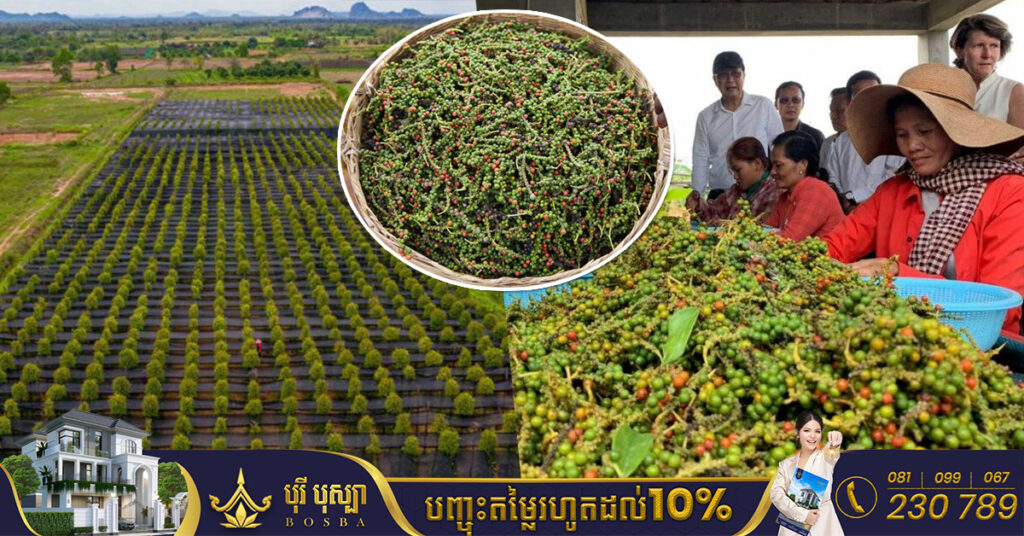 ក្រសួងកសិកម្ម ជូនដំណឹងដល់ម្ចាស់ចម្ការ រោងចក្រកែច្នៃ និងវេចខ្ចប់ម្រេច រួសរាន់ដាក់ពាក្យស្នើសុំចុះបញ្ជីចម្ការ ដើម្បីនាំចេញម្រេចជាផ្លូវការទៅចិន