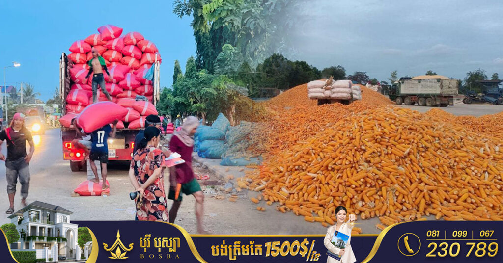 ១០ខែ កម្ពុជានាំចេញកសិផលទទួលបានចំណូលជាង ៣ ០៦៩លានដុល្លារ