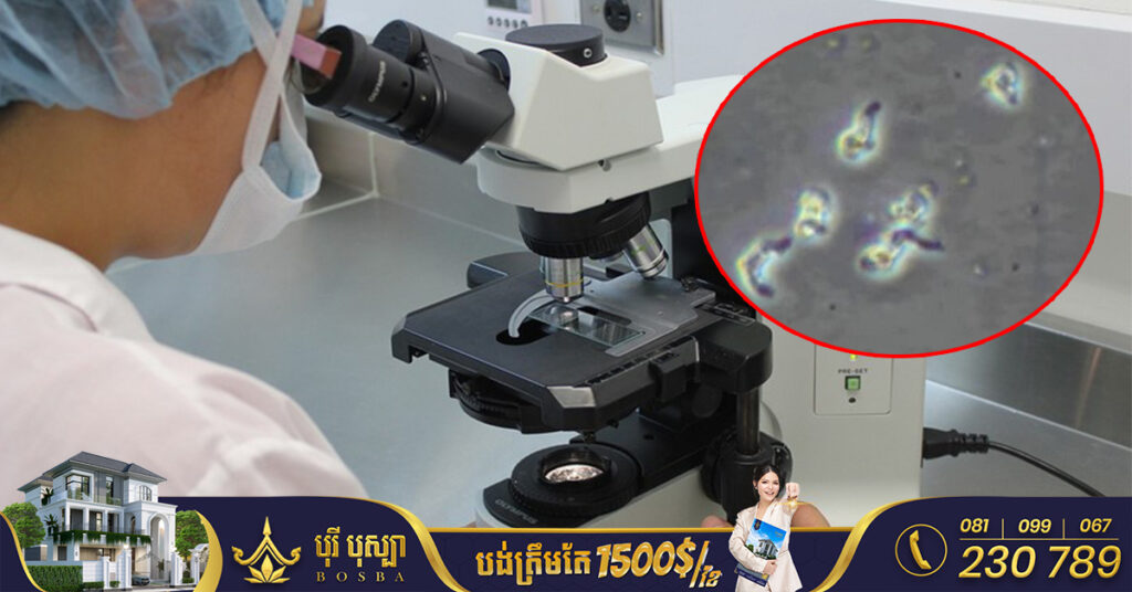 កូរ៉េខាងត្បូងរកឃើញអ្នកឆ្លងមេរោគ Naegleria fowleri ដែលជាមេរោគស៊ីខួក្បាលអ្នកជំងឺរហូតដល់បាត់បង់ជីវិតជាលើកដំបូង