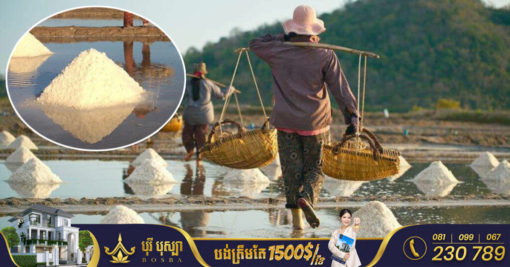 កម្ពុជាផ្អាកនាំចូលអំបិល មកផ្គត់ផ្គង់តម្រូវការក្នុងស្រុក ខណៈរដូវប្រមូលផលអំបិលជិតចូលមកដល់