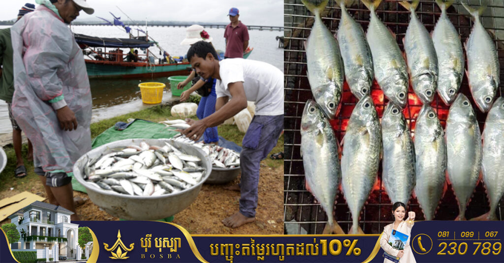 រដ្ឋបាលខេត្តកោះកុង ជូនដំណឹងពីការបិទនេសាទត្រីកាម៉ុង ចាប់ពីដើមខែធ្នូ រហូតដល់ចុងខែមីនា ឆ្នាំ២០២៣ នៅពាមក្រសោប