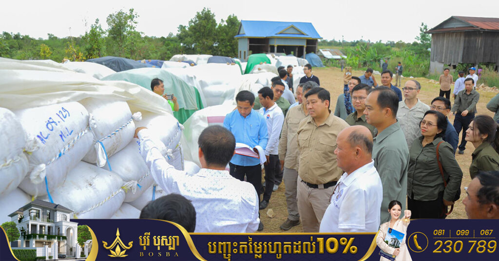 កសិករនៅខេត្តព្រះវិហារ កំពុងទទួលបានជីវភាពប្រសើរជាងមុន តាមរយៈការលក់ស្រូវសេរីរាង្គ