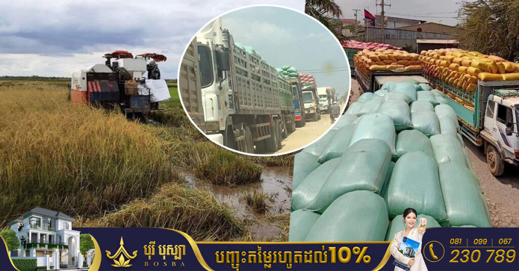 ឆ្នាំ២០២២ ខេត្តព្រៃវែងផលិតស្រូវបានជាង១,៥លានតោន គិតជាទឹកប្រាក់ជិត៤០០លានដុល្លារ