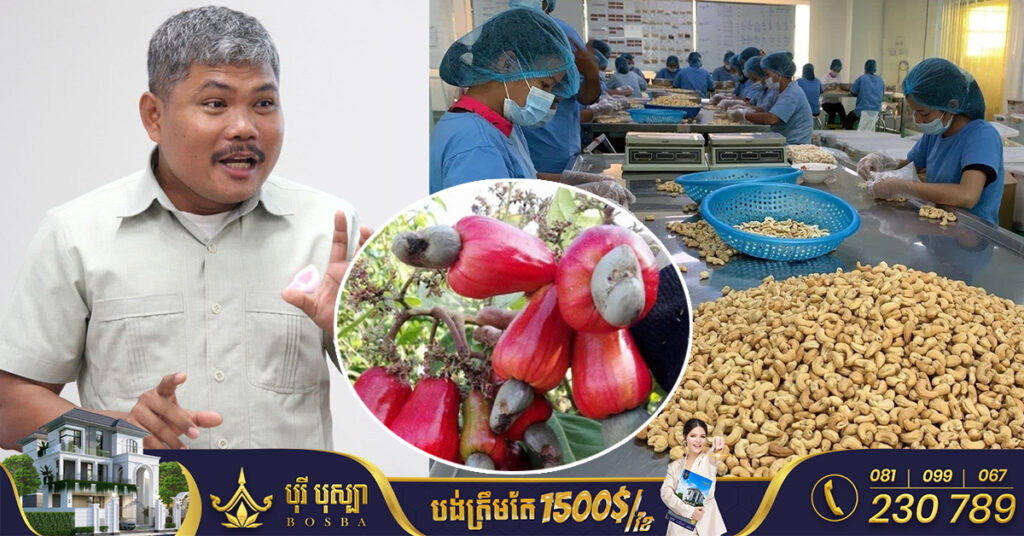 កម្ពុជា នាំចេញគ្រាប់ស្វាយចន្ទីឆៅ ៦៧ម៉ឺនតោន មានទឹកប្រាក់ជាង ១ពាន់លានដុល្លារ ធ្លាក់ចុះ ៣៤.៦៥ភាគរយ