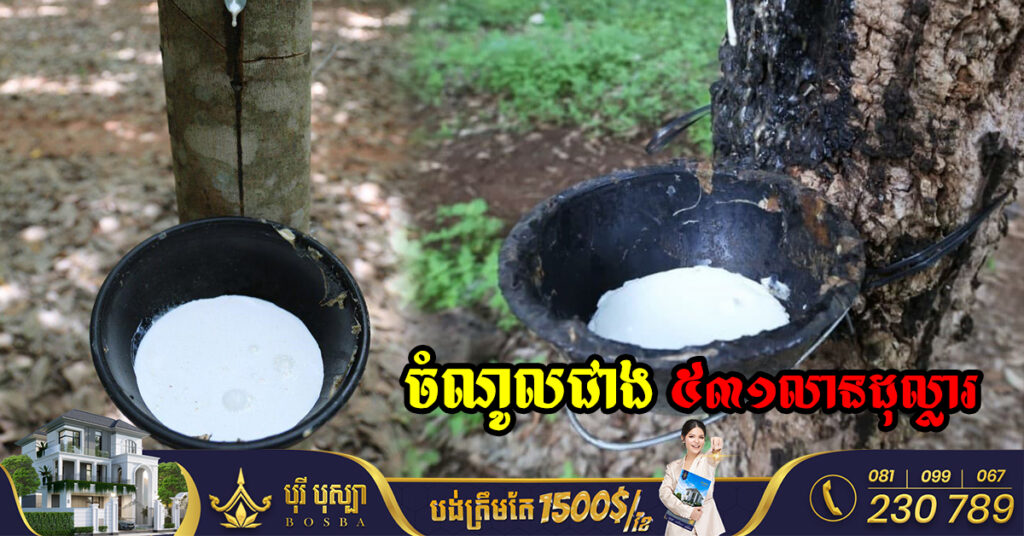 កម្ពុជារកចំណូលបានជាង ៥៣១លានដុល្លារ ពីការនាំចេញជ័រកៅស៊ូ និងឈើកៅស៊ូ នៅឆ្នាំ២០២២