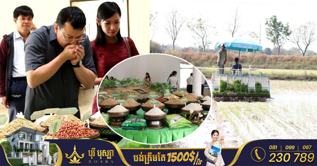 អ្នកជំនាញណែនាំពូជស្រូវក្រអូបប្រភេទថ្មី «ចំប៉ីស៧០» ដាំដុះពេលខ្លី ធន់នឹងអាកាសធាតុ ជួយឱ្យកសិករទទួលបានផលចំណេញ