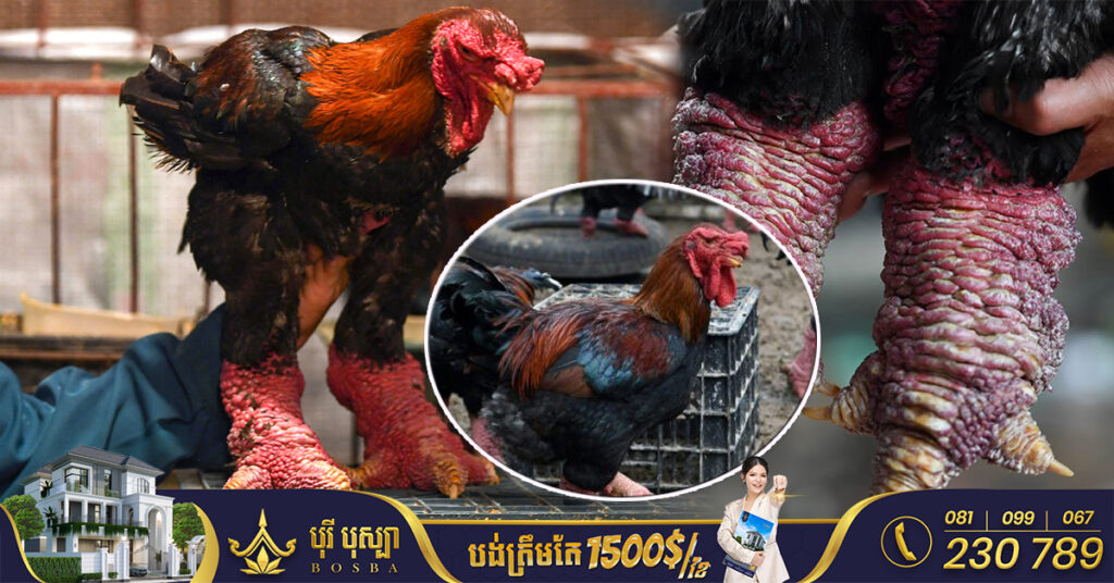 ស្ដេចមាន់ជើងធំ ពេញនិយមខ្លាំងសម្រាប់សេដ្ឋីទ្រព្យស្តុកនៅវៀតណាម មាន់ល្អបំផុត១ក្បាលមានតម្លៃរហូតដល់ទៅ ២០០០ដុល្លារ