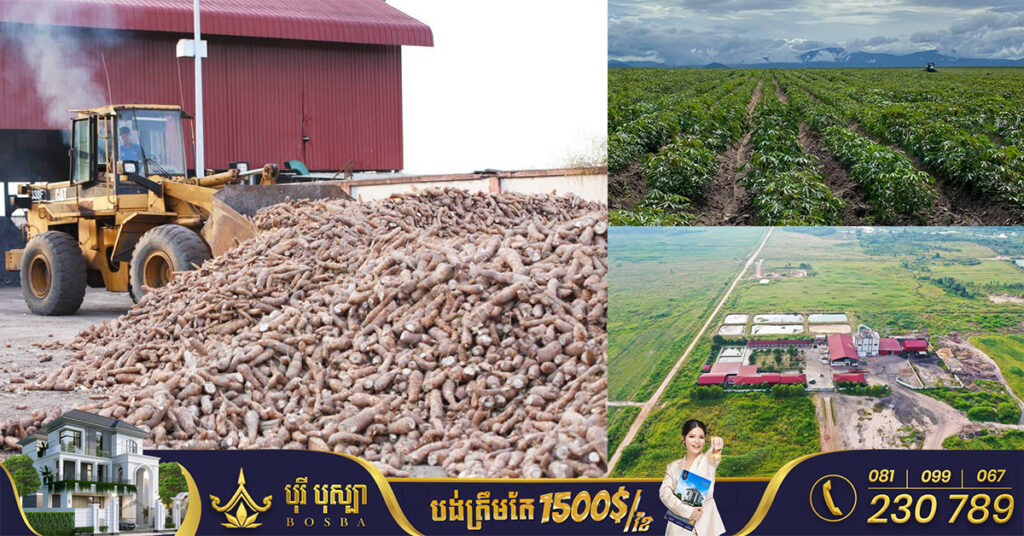 ក្រុមហ៊ុនសឹង្ហបុរី ផ្តល់ដីដាំដំឡូងមី និងទទួលទិញវិញ ៦០ដុល្លារក្នុងមួយតោន នៅមជ្ឈមណ្ឌលកសិកម្មក្នុងស្រុកឱរ៉ាល់